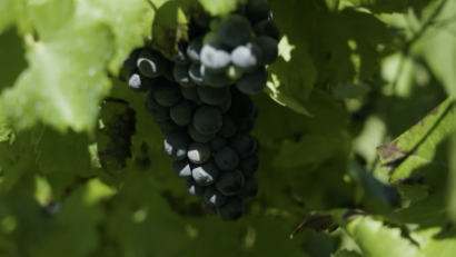 Vița-de-vie, simbol al vieții și al cumpătării în tradiția populară românească