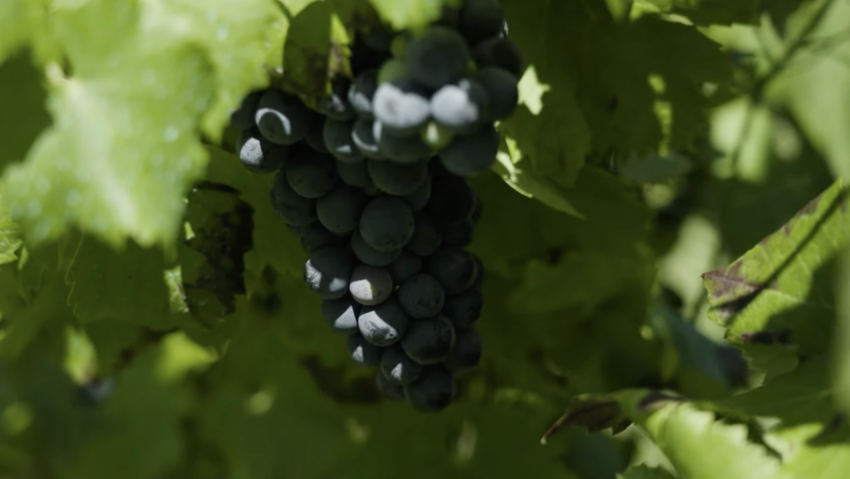 Vița-de-vie, simbol al vieții și al cumpătării în tradiția populară românească